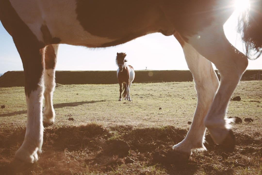 What Happens During an Animal Holistic Health Session: A Complete Guide — holistic health