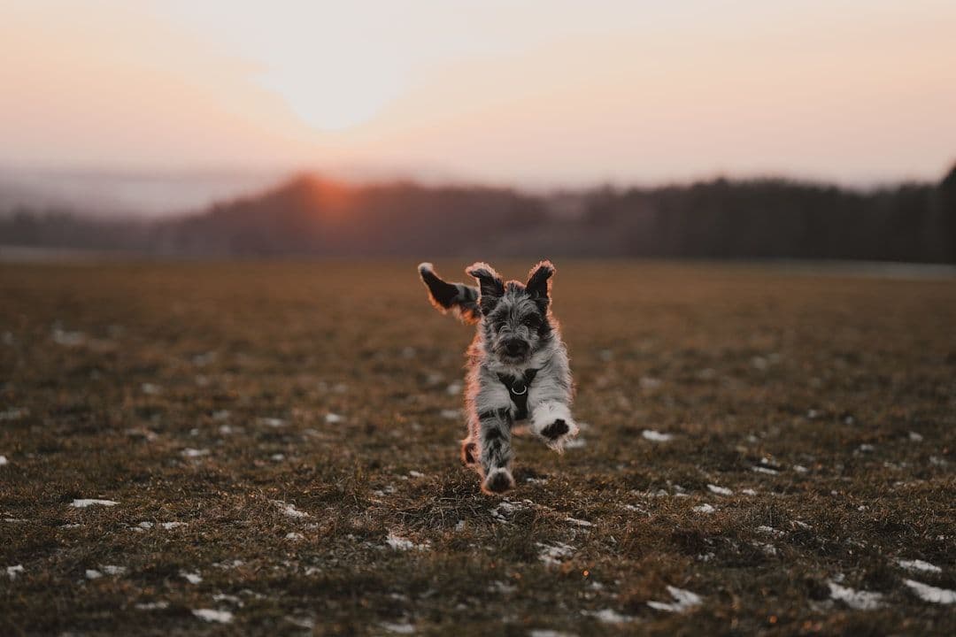 Animal Holistic Health: Integrative Care for Companion and Working Animals — holistic health