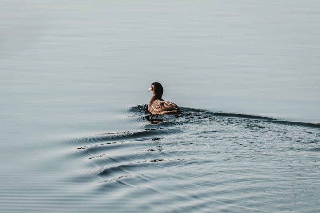 Aquatic Bodywork: Therapeutic Touch in the Weightless World of Water — holistic health