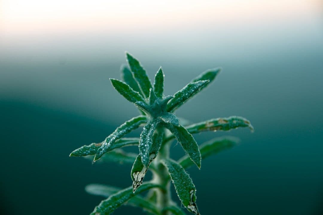 Plant Medicine Research: Evidence, Applications, and Current Limitations — holistic health