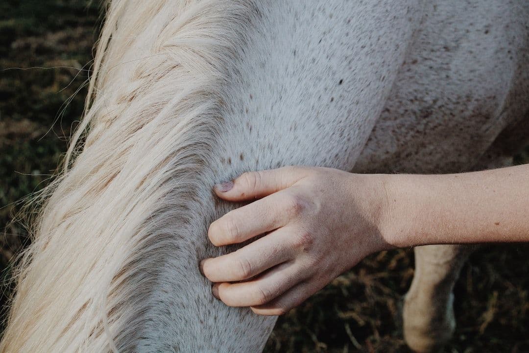 Animal Massage: The Hands-On Therapy Bringing Relief to Pets and Livestock — holistic health