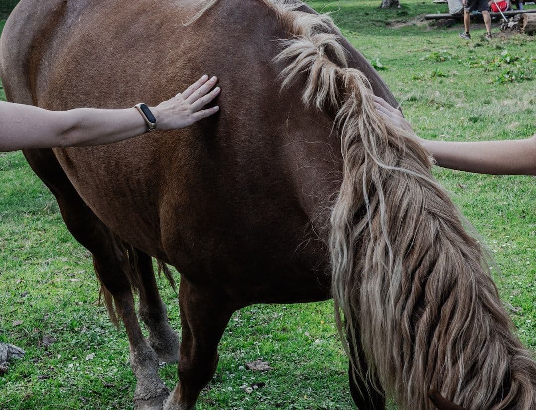 What Happens During an Animal Massage Session: A Step-by-Step Guide — holistic health
