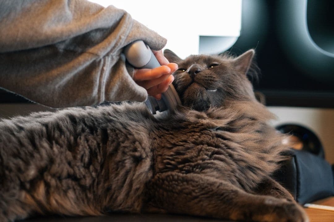 What Happens During an Animal Cold Laser Therapy Session: A Complete Guide — holistic health