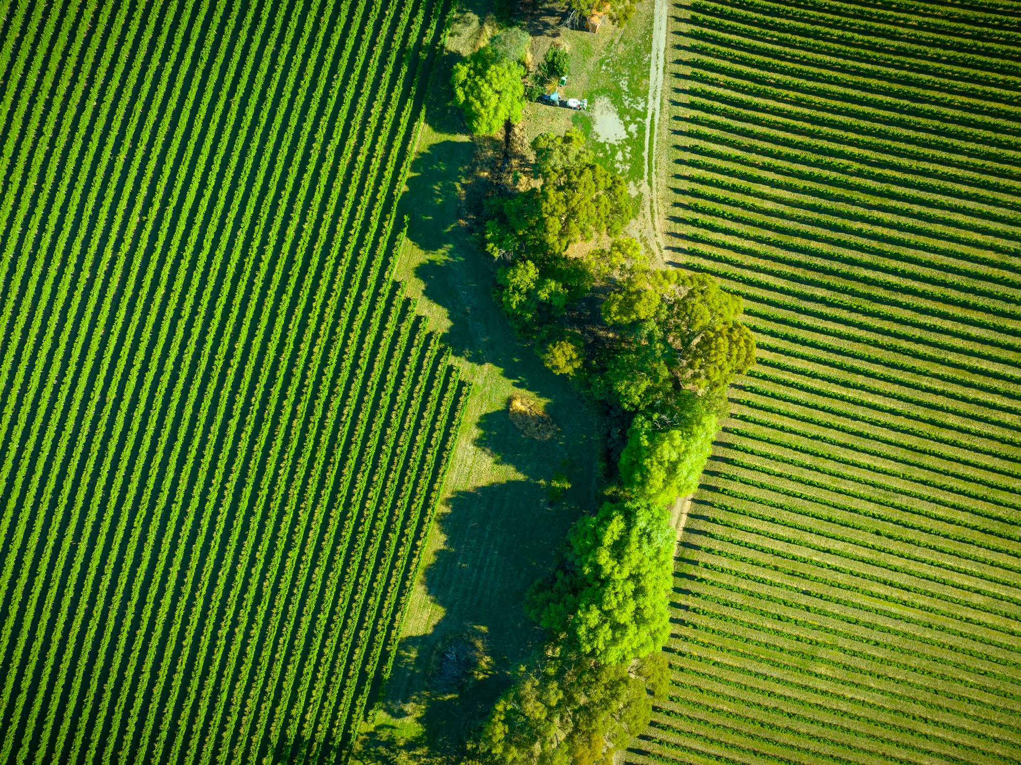 Vine Lines